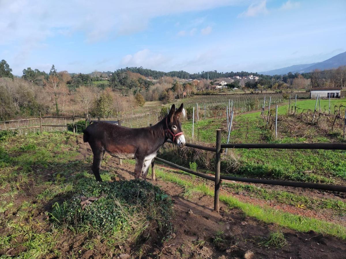 Quinta Da Lage Agroturismo E Enoturismo 세로리코데바스토 외부 사진