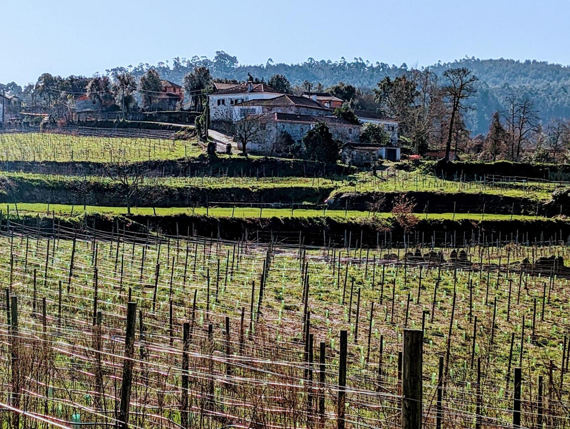 Quinta Da Lage Agroturismo E Enoturismo 세로리코데바스토 외부 사진
