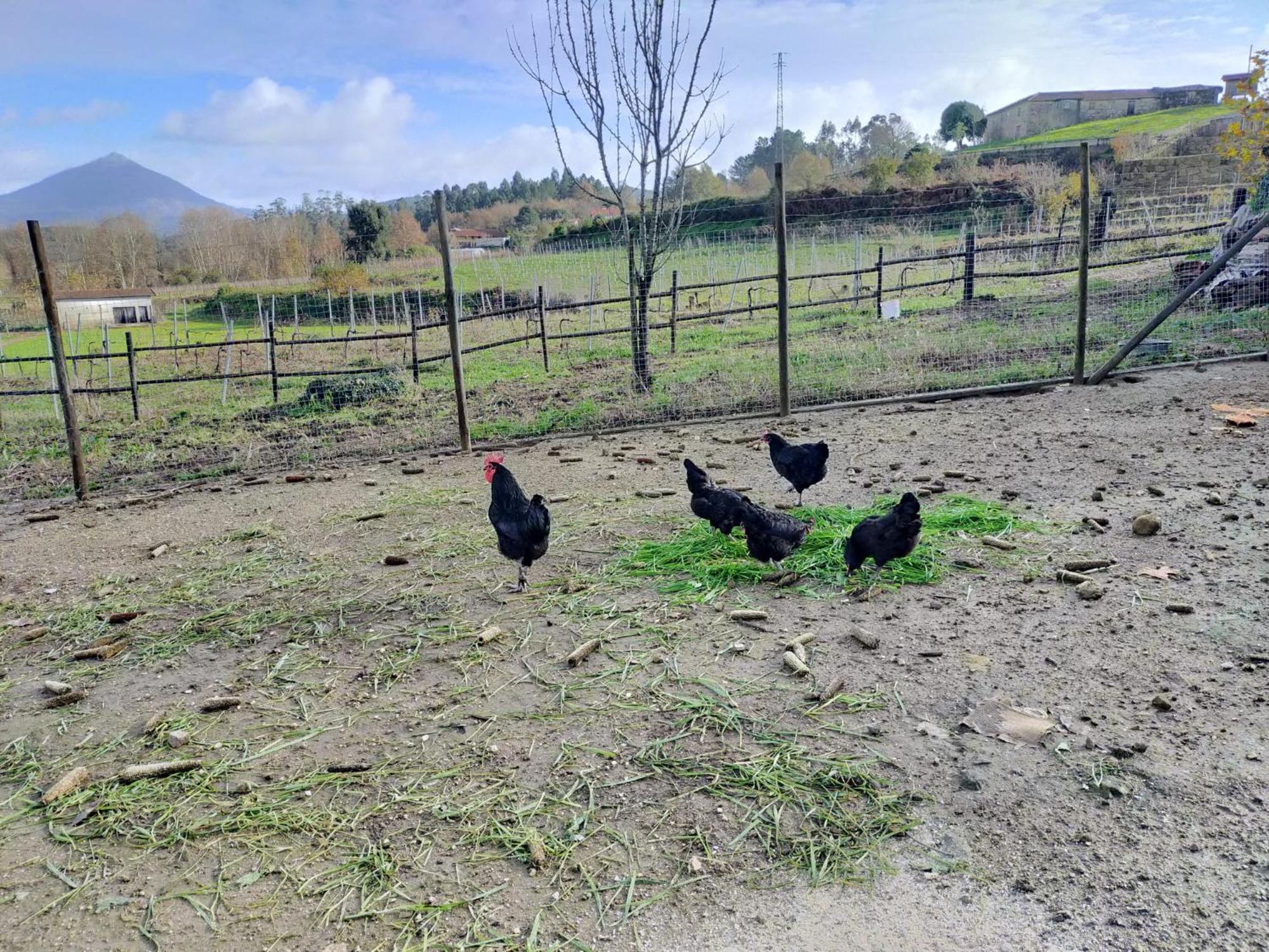 Quinta Da Lage Agroturismo E Enoturismo 세로리코데바스토 외부 사진